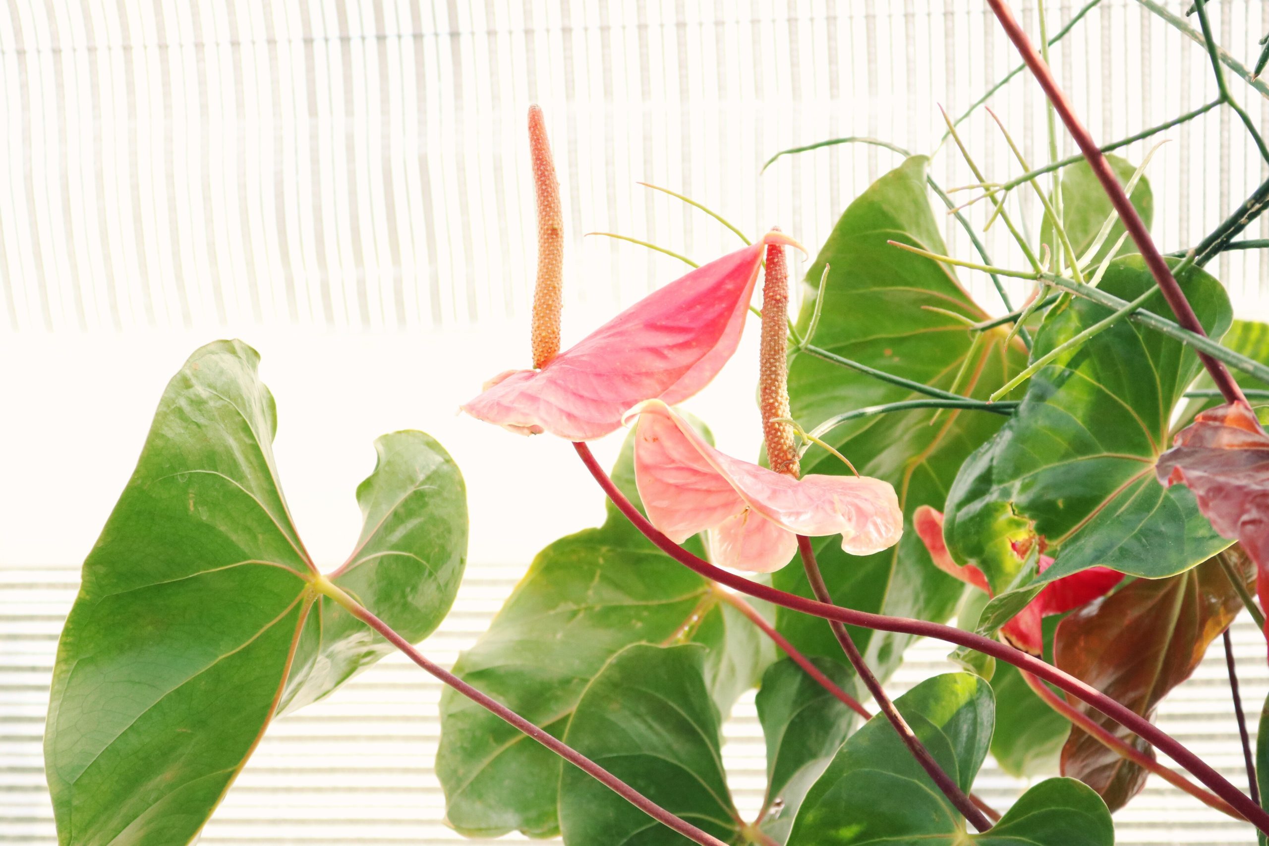6 Common Houseplants With The Most Gorgeous Blooms