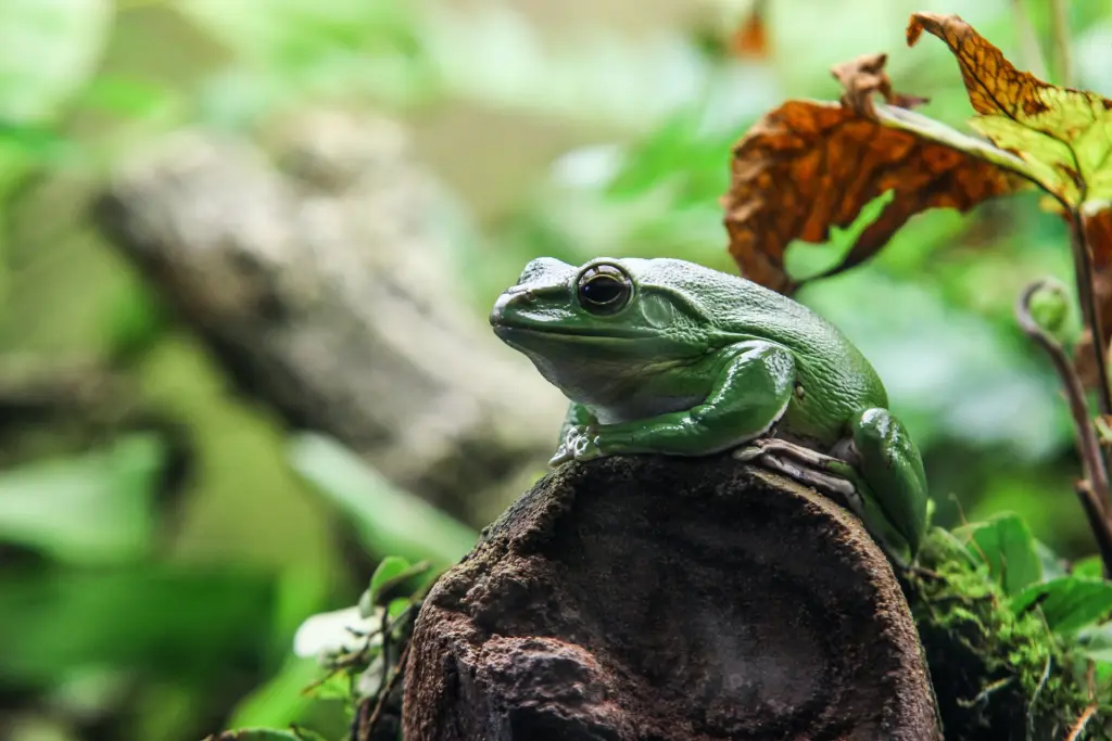 Frog at The Berlin Zoological Garden